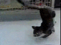 Paraplegic kitten
