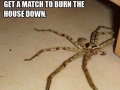 Scariest spider ever