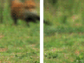 Fox coming through!
