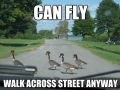Scumbag Geese