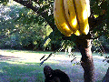 Oh! Bananas!