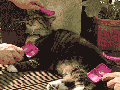Cat care