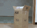 Cats are liquids
