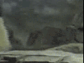 Panda Teamwork