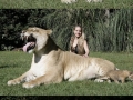 World's Largest Liger