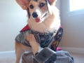 Corgi + Thor = Thorgi!