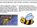 Wasps and bees