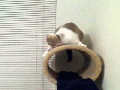 Headbanging kitty