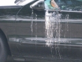 Bird Hates Car