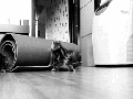Because kittens