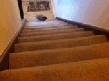 Bunny climbing stairs