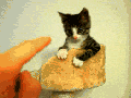 Awwwwwww!
