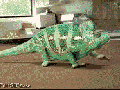 Colour change in a zap