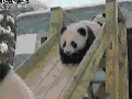 Puff Balls on a slide