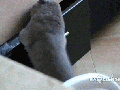 Caught red-handed
