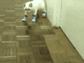 Kitty Boots