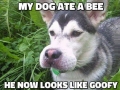 My dog ate a bee