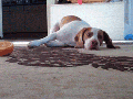 Dog vs Citrus