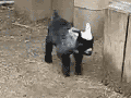 Lamb having hiccups