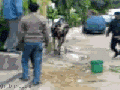 Ninja cow