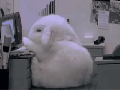 Sleepy bunny is sleepy