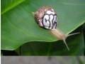 Snail graffiti