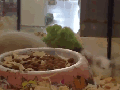 Hamster doing backflips