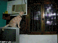 I forgot how to cat