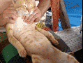 Kitty enjoying massage