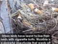 Smart birds