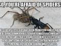 Afraid of spiders?