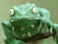 Epic Frog