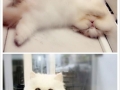 Adorable persian cats