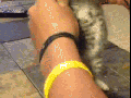 Get silly