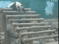 Panda troll