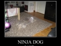 Ninja Dog