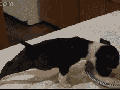Puppy's forgetting gravity