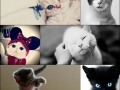 Cute cats
