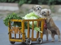 Doggy Grocery Shopping