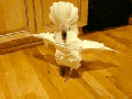 Come at me bro!