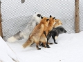 Firefox Plugins 