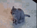 A cat playing dead