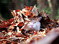 Autumn came fast!