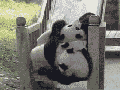 Pandas on a slide