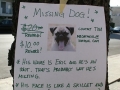 Missing Dog