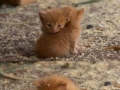 Extremely cute kittens