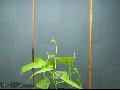 A vine growing