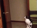 The kitty that could