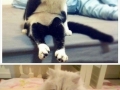 Cats sitting like humans