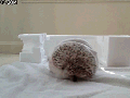 Wrecking hedgehog